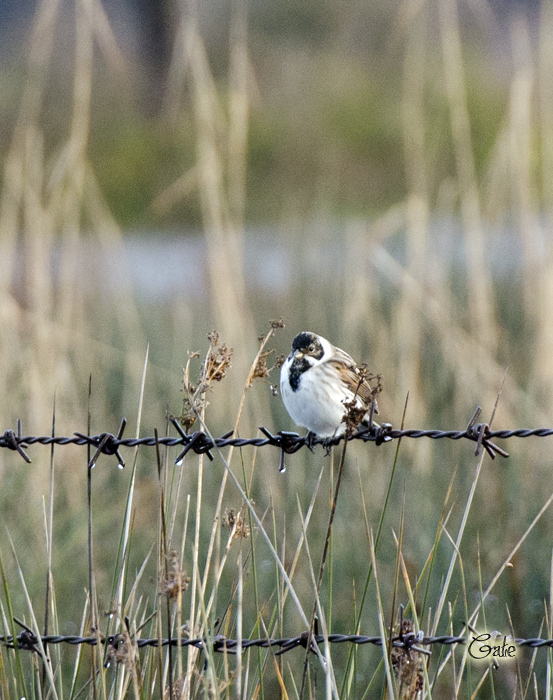 Migliarini di palude